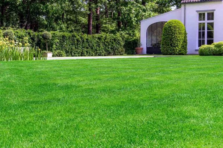 When to hire backyard grading services in Puyallup